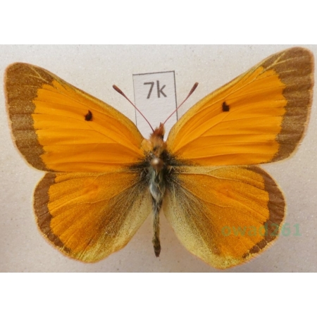 Colias thisoa Menetries, 1832 male Kyrgyzstan7k